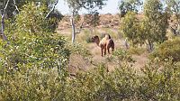 06-Another wild camel in Rudall NP